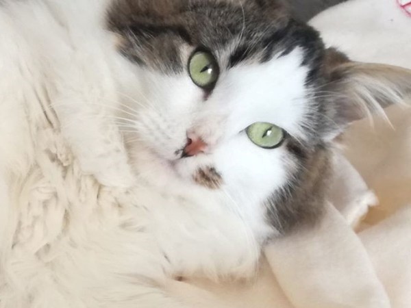 Le FeLV – ou&nbsp;Leucose